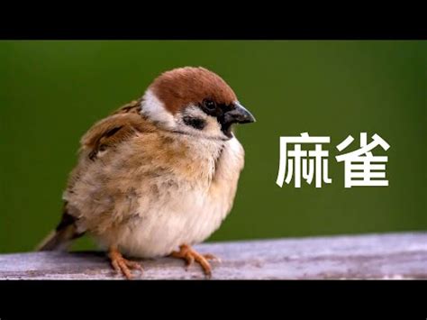 自來鳥麻雀|【鳥飛 入 屋 風水】鳥飛入屋必看！風水大師解析自來鳥的神秘玄。